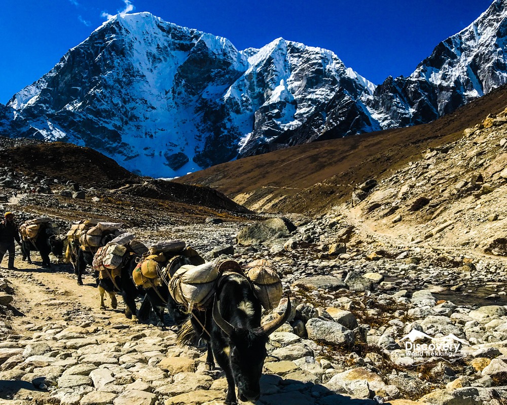 Yak on the way to Everest Base Camp