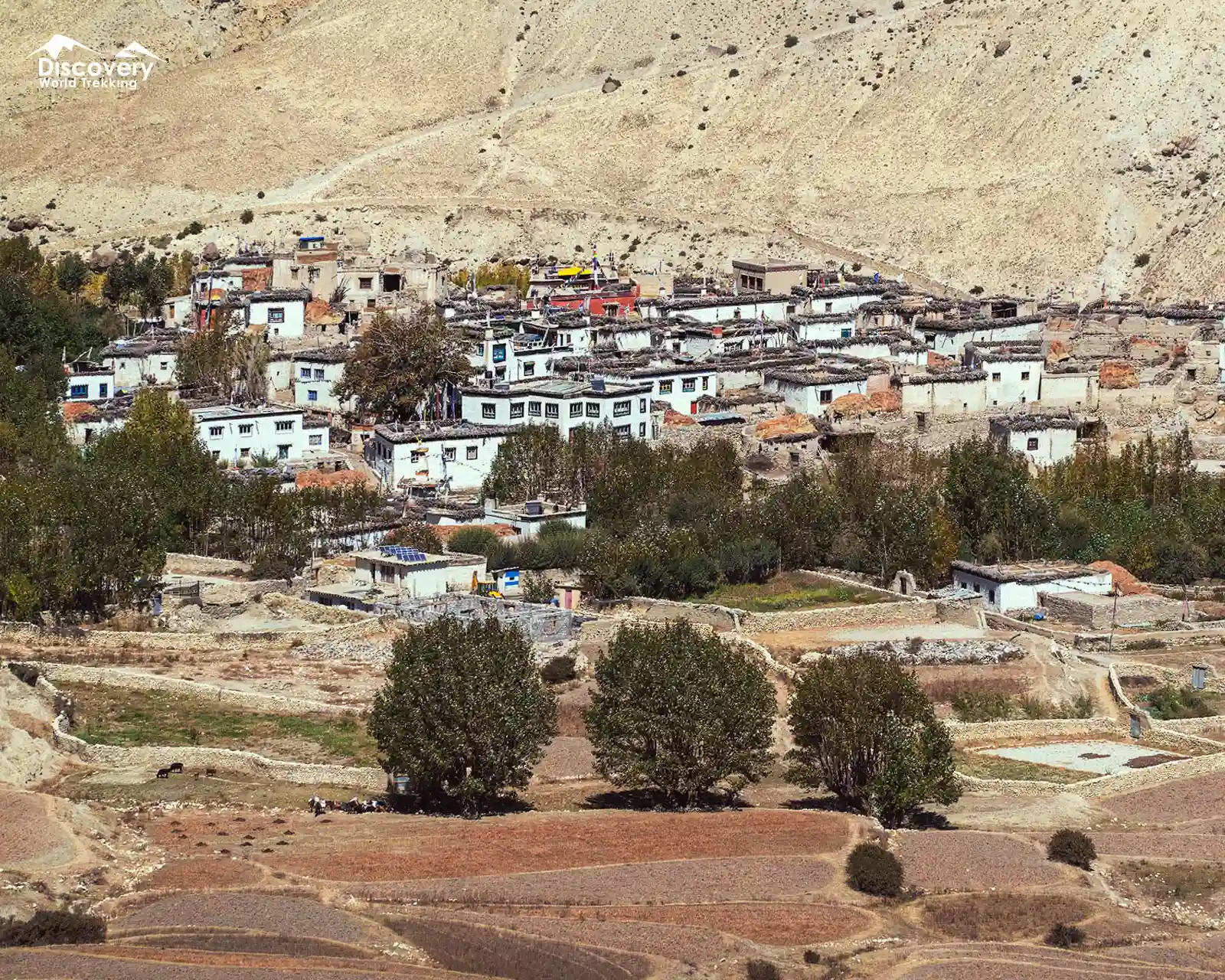 Ghiling village houses amid terraced fields in Upper Mustang.